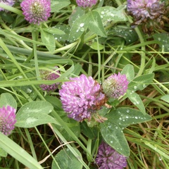 Trifolium pratense