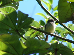 Oncostoma cinereigulare