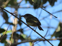 Oncostoma cinereigulare