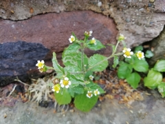 Galinsoga quadriradiata