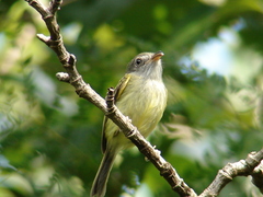 Oncostoma cinereigulare