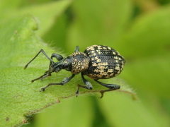 Otiorhynchus tatarchani