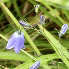Campanula rotundifolia