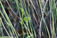 Pterostylis prasina