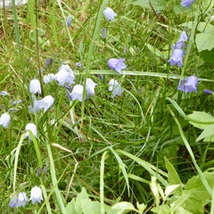 Campanula rotundifolia