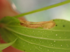 Caloptilia hypericella