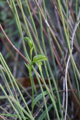 Pterostylis prasina