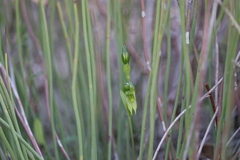 Pterostylis prasina