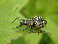 Otiorhynchus tatarchani