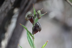 Pterostylis arbuscula