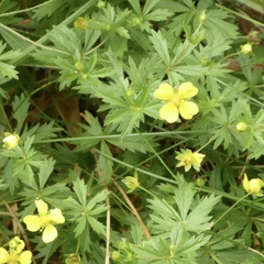 Potentilla erecta