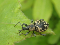 Otiorhynchus tatarchani