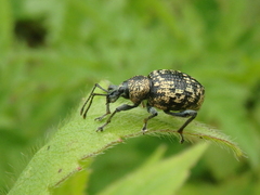 Otiorhynchus tatarchani