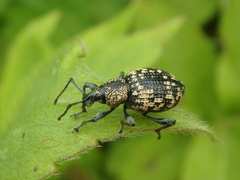 Otiorhynchus tatarchani