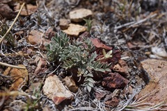Astragalus platytropis