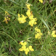 Lotus corniculatus