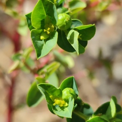 Euphorbia microsphaera