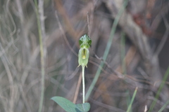 Pterostylis smaragdyna