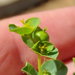 Euphorbia microsphaera