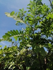 Senna reticulata