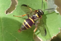 Argogorytes nigrifrons