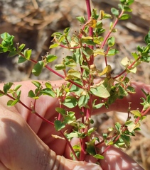 Euphorbia microsphaera