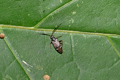 Cremnocephalus alpestris