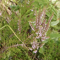 Calluna vulgaris
