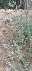 Teucrium scordium scordioides