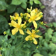 Hypericum × desetangsii
