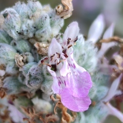 Teucrium scordium scordioides