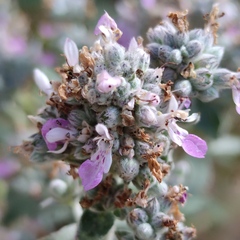 Teucrium scordium scordioides