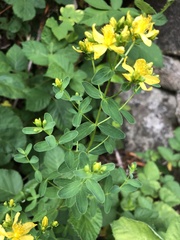 Hypericum × desetangsii