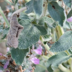 Teucrium scordium scordioides