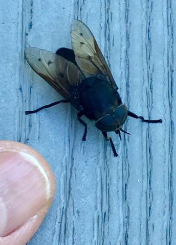 Tabanus nigrescens