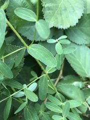 Hypericum × desetangsii