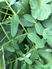 Hypericum × desetangsii