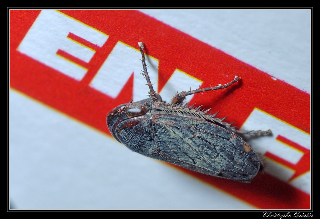 Goniagnathus brevis