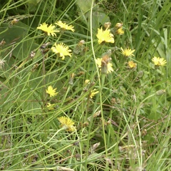Scorzoneroides autumnalis