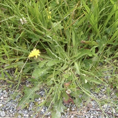 Scorzoneroides autumnalis