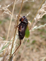 Zeuneriana abbreviata