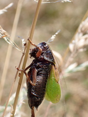 Zeuneriana abbreviata