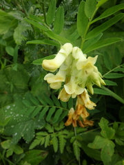Vicia balansae