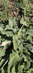Stachys viticina