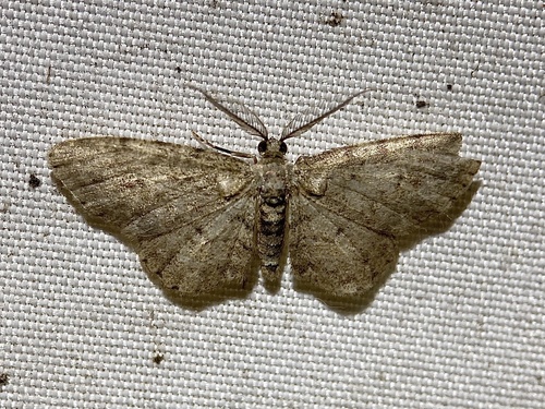 Texas Gray photo 4