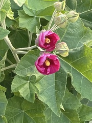 Abutilon × hybridum