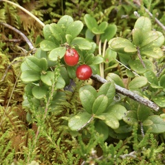 Vaccinium vitis-idaea
