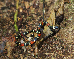 Pliocercus elapoides