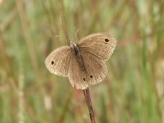 Stegosatyrus periphas