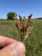Juncus brachyphyllus